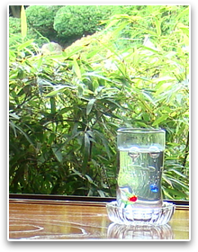 �u���~�� ���R�����v���m�Ï�̑��ۂ̃f�B�X�v���C